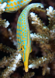 North Sulawesi-2018-DSC04141_rc- Longnose filefish - Poisson-lime a taches orange - Oxymonacanthus longirostris